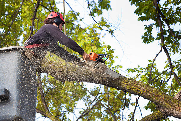 Professional Tree Services in Tinley Park, IL